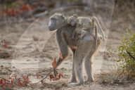 Chacma Baboon (Papio ursinus) infant riding its mother, Kruger National Park, South Africa, Kruger National Park, South Africa