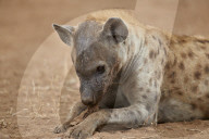 Spotted Hyena or Spotted Hyaena (Crocuta crocuta) eating, Kruger National Park, South Africa