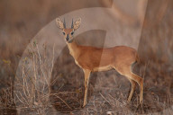 Steenbok (Raphicerus campestris) buck, Kruger National Park, South Africa