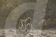 Chacma Baboon (Papio ursinus), Kruger National Park, South Africa