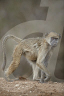 Chacma Baboon (Papio ursinus), juvenile, Kruger National Park, South Africa