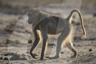 Chacma Baboon (Papio ursinus), Kruger National Park, South Africa