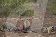 Spotted Hyena (Crocuta crocuta) and Black-Backed Jackal (Canis mesomelas) at a zebra carcass, Kruger National Park, South Africa