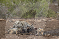 Spotted Hyena (Crocuta crocuta) and Black-Backed Jackal (Canis mesomelas) at a zebra carcass, Kruger National Park, South Africa