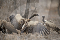 African White-Backed Vulture (Gyps africanus) fighting at a carcass, Kruger National Park, South Africa