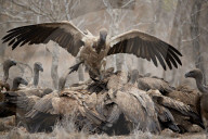 Pile of African White-Backed Vulture (Gyps africanus) fighting at a carcass, Kruger National Park, South Africa