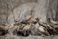 Pile of African White-Backed Vulture (Gyps africanus) fighting over a carcass, Kruger National Park, South Africa