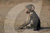 Chacma Baboon (Papio ursinus) juvenile, Kruger National Park, South Africa