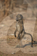 Chacma Baboon (Papio ursinus) juvenile standing, Kruger National Park, South Africa