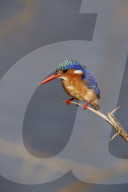 Malachite Kingfisher (Alcedo cristata), Kruger National Park, South Africa