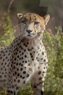 Cheetah (Acinonyx jubatus), Kruger National Park, South Africa