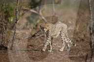 Cheetah (Acinonyx jubatus), Kruger National Park, South Africa