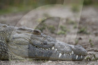 Nile Crocodile (Crocodylus niloticus), Kruger National Park, South Africa