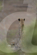 Cheetah (Acinonyx jubatus) mother and tiny cub, Kruger National Park, South Africa
