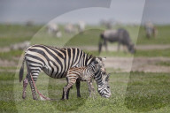 Common Zebra or Plains Zebra or Burchell's Zebra (Equus burchelli) mare and just-born foal, Ngorongoro Crater, Tanzania
