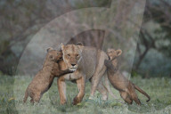 Lion (Panthera leo), two cubs playing with their mother, Ngorongoro Crater, Tanzania