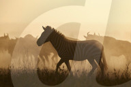 The Migration, Common Zebra (Equus burchelli) and Blue Wildebeest (Connochaetes taurinus), Serengeti National Park, Tanzania