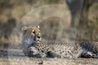 Cheetah (Acinonyx jubatus), Ngorongoro Conservation Area, Tanzania