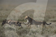Cheetah (Acinonyx jubatus) taking down a baby Blue Wildebeest (Connochaetes taurinus), Ngorongoro Conservation Area, Tanzania