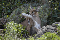 Caracal (Caracal caracal) with a young Thomson's Gazelle (Gazella thomsonii), Ngorongoro Crater, Tanzania