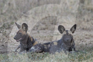 African Wild Dog, African Hunting Dog, or Cape Hunting Dog (Lycaon pictus), Ngorongoro Conservation Area, Tanzania