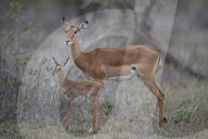 Impala (Aepyceros melampus) doe and minutes-old calf, Ngorongoro Conservation Area, Tanzania