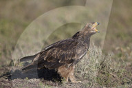 Tawny Eagle (Aquila rapax) calling, Ngorongoro Conservation Area, Tanzania