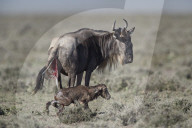 Blue Wildebeest (Connochaetes taurinus) newborn calf trying to stand for the first time, Ngorongoro Conservation Area, Tanzania