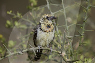 d‚ÄôArnaud‚Äôs Barbet (Trachyphonus darnaudii), Ngorongoro Conservation Area, Tanzania