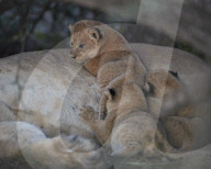 Lion (Panthera leo) cubs about four weeks old, Ngorongoro Conservation Area, Tanzania
