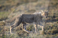 Cheetah (Acinonyx jubatus) cub, Ngorongoro Conservation Area, Tanzania