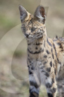 Serval (Felis serval), Ngorongoro Conservation Area, Tanzania