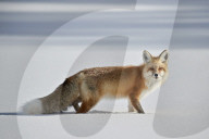 Red Fox (Vulpes vulpes or Vulpes fulva) in the snow in winter, Grand Teton National Park, Wyoming, USA