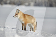 Red Fox (Vulpes vulpes or Vulpes fulva) in the snow in winter, Grand Teton National Park, Wyoming, USA