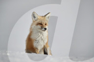 Red Fox (Vulpes vulpes or Vulpes fulva) in the snow in winter, Grand Teton National Park, Wyoming, USA