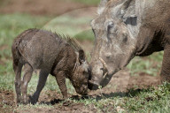 Warthog (Phacochoerus aethiopicus) adult and piglet, Ngorongoro Crater, Tanzania