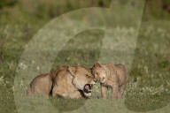Lion (Panthera leo) cub rubbing against its mother, Ngorongoro Crater, Tanzania