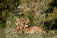 Two Lioness (Lion, Panthera leo) and a cub, Ngorongoro Crater, Tanzania