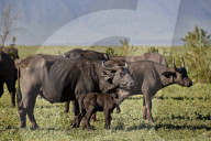 Cape Buffalo or African Buffalo (Syncerus caffer) cow and calf, Ngorongoro Crater, Tanzania