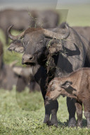 Cape Buffalo or African Buffalo (Syncerus caffer) cow and calf, Ngorongoro Crater, Tanzania