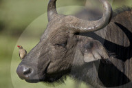 Red-Billed Oxpecker (Buphagus erythrorhynchus) on a Cape Buffalo (Syncerus caffer), Ngorongoro Crater, Tanzania