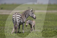 Common Zebra or Plains Zebra or Burchell's Zebra (Equus burchelli) mare and just-born foal, Ngorongoro Crater, Tanzania