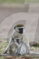 Vervet Monkey (Chlorocebus aethiops) nursing, Ngorongoro Crater, Tanzania