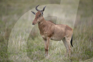 Coke's Hartebeest (Alcelaphus buselaphus cokii), Ngorongoro Crater, Tanzania