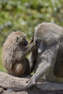 Olive Baboon (Papio cynocephalus anubis) juvenile grooming an adult male, Ngorongoro Crater, Tanzania