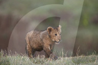 Lion (Panthera leo) cub, Ngorongoro Crater, Tanzania