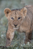 Lion (Panthera leo) cub, Ngorongoro Crater, Tanzania