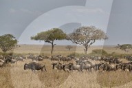 Blue Wildebeest or Brindled Gnu (Connochaetes taurinus) migration, Serengeti National Park, Tanzania