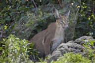 Caracal (Caracal caracal), Ngorongoro Crater, Tanzania