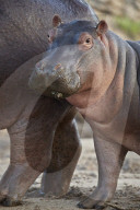 Hippopotamus (Hippopotamus amphibius) calf by its mother, Serengeti National Park, Tanzania